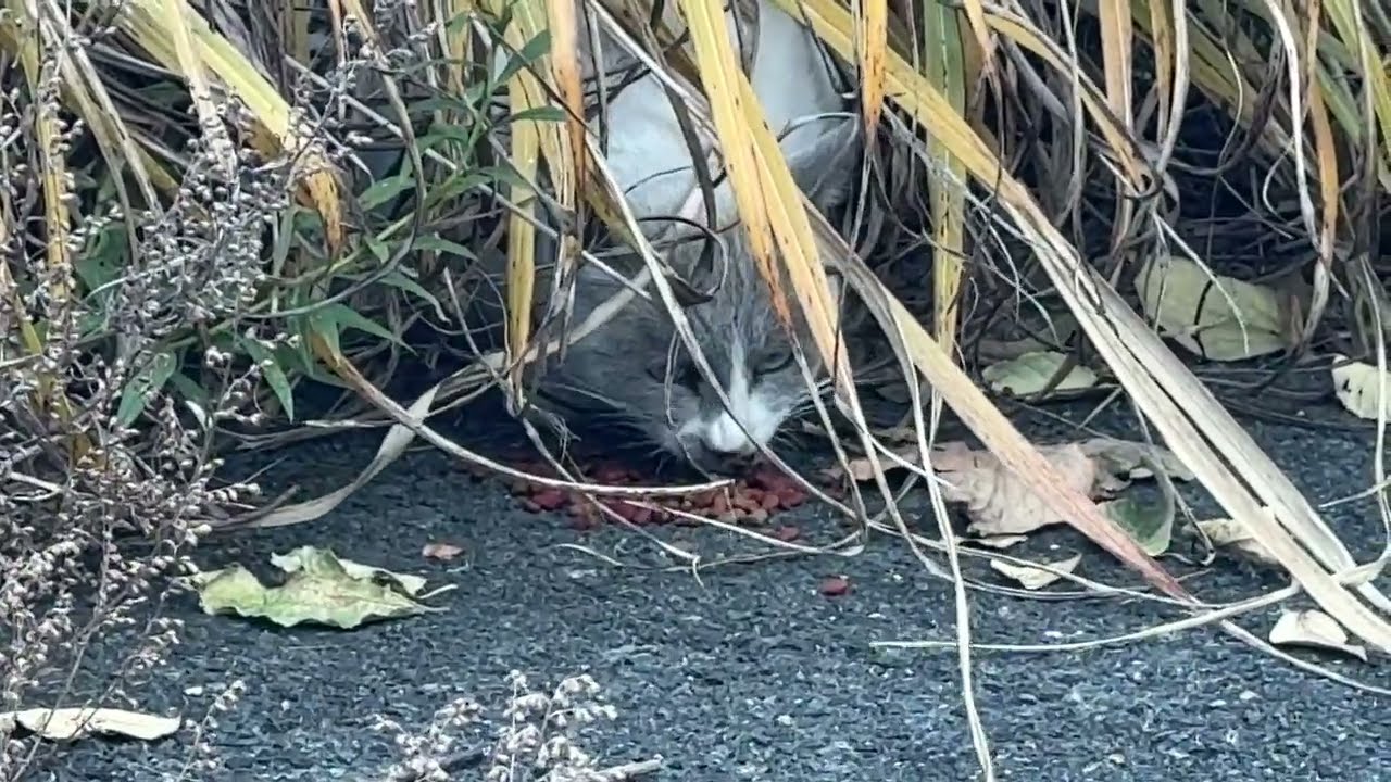 シャム猫の子ネコの父猫。草の下で、フードを食べる