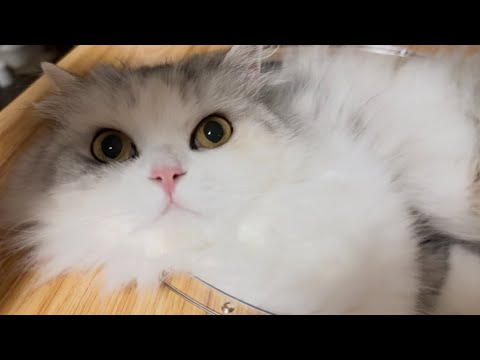 パパへの甘え方が可愛すぎるニャンズ❤️【スコティッシュフォールド】【保護猫】