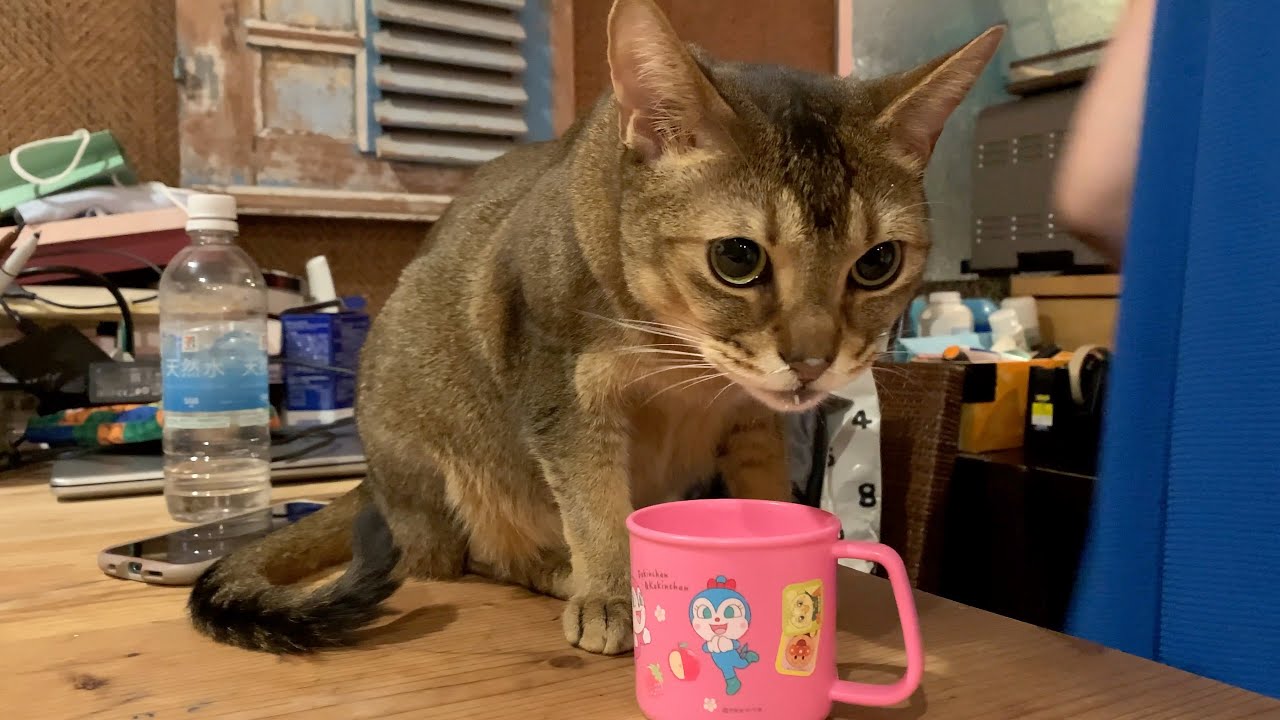 猛暑続く中でも家内で快適に過ごす猫のキビ