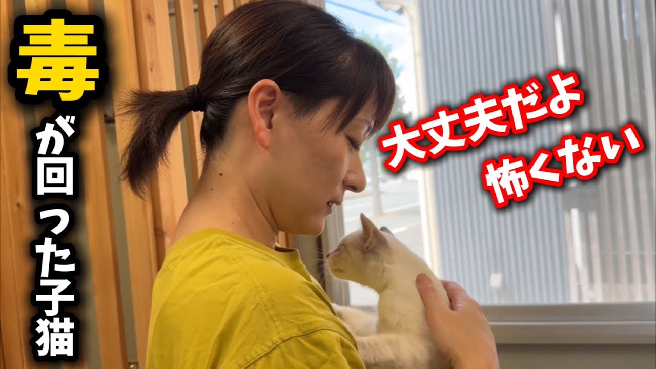 人馴れしてない子猫に訪れた待望の瞬間