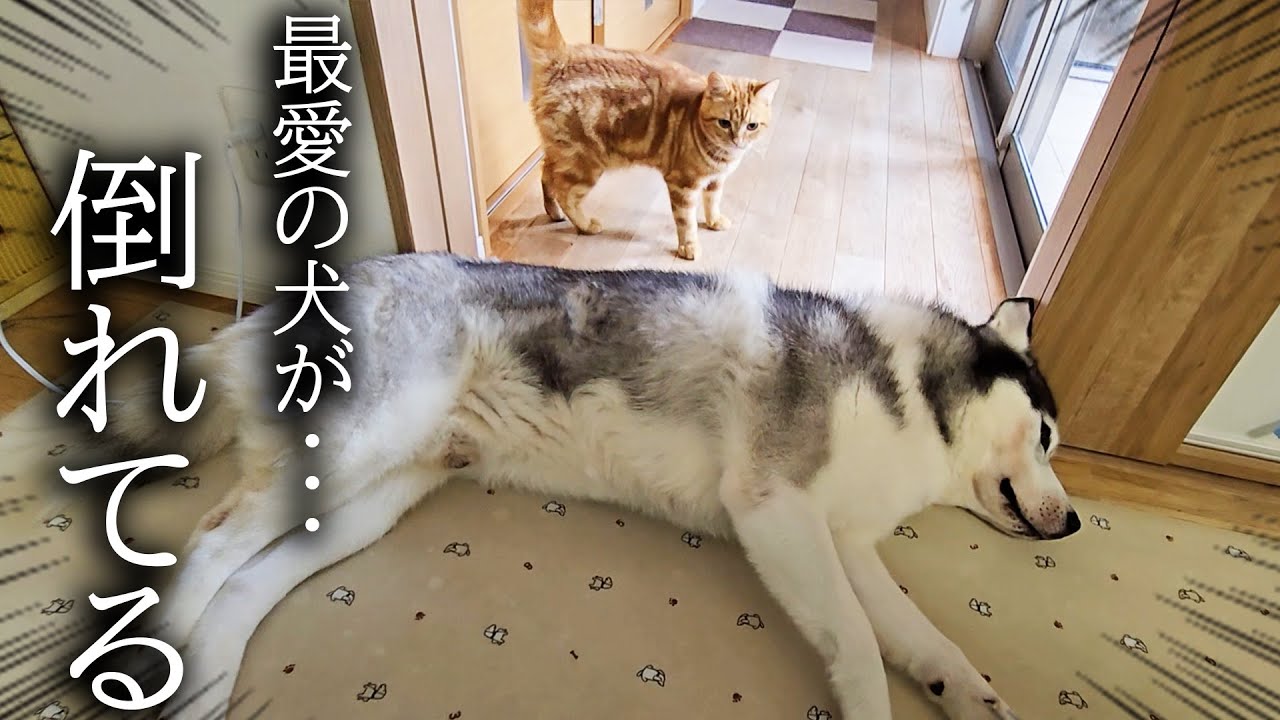廊下で犬が倒れているのを発見した子猫の対応に驚きました...
