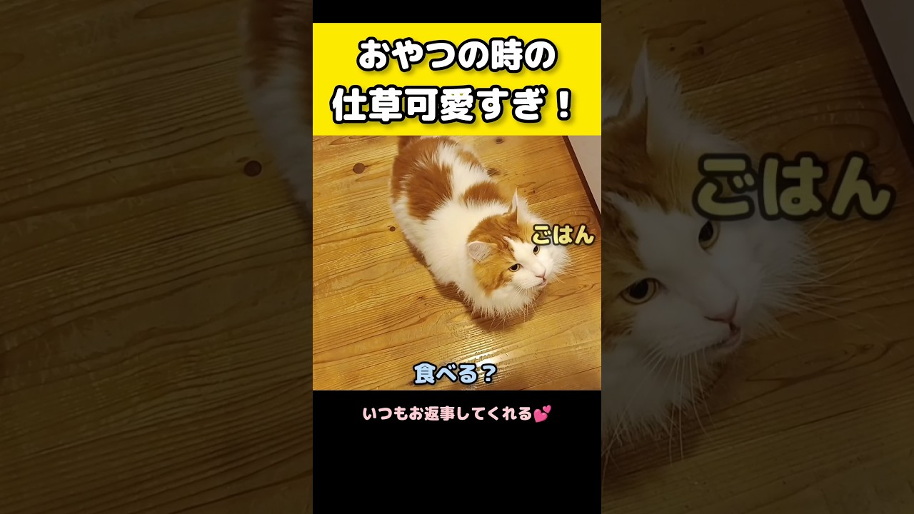 返事が可愛すぎる！ #メインクーン #猫 #猫のいる暮らし#cat #mainecoon #catlover​  #catshorts​ #cute​ #cutecat​ #fyp​