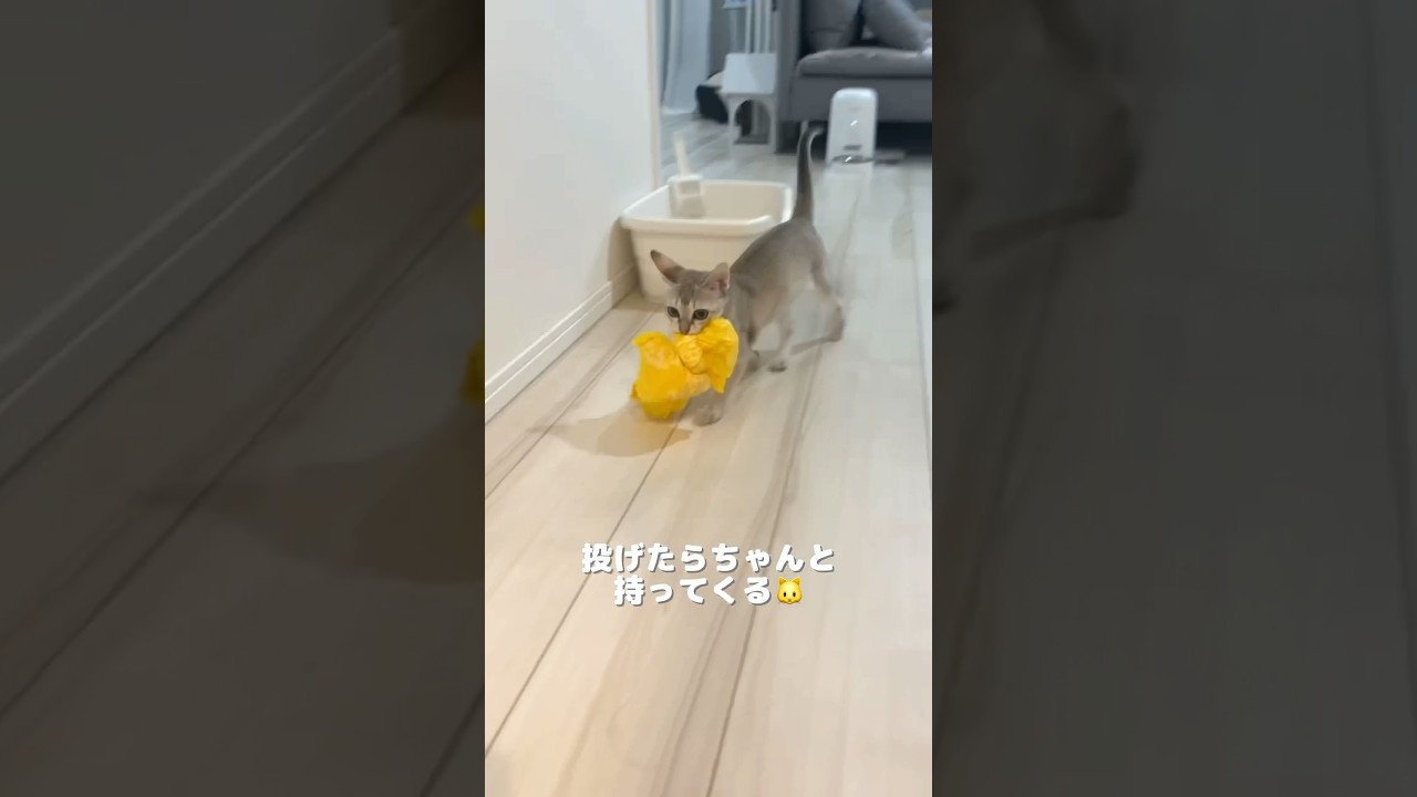 【ニャッホニャッホ】投げたらちゃんと持ってくる#シンガプーラ #猫のいる暮らし #子ネコ