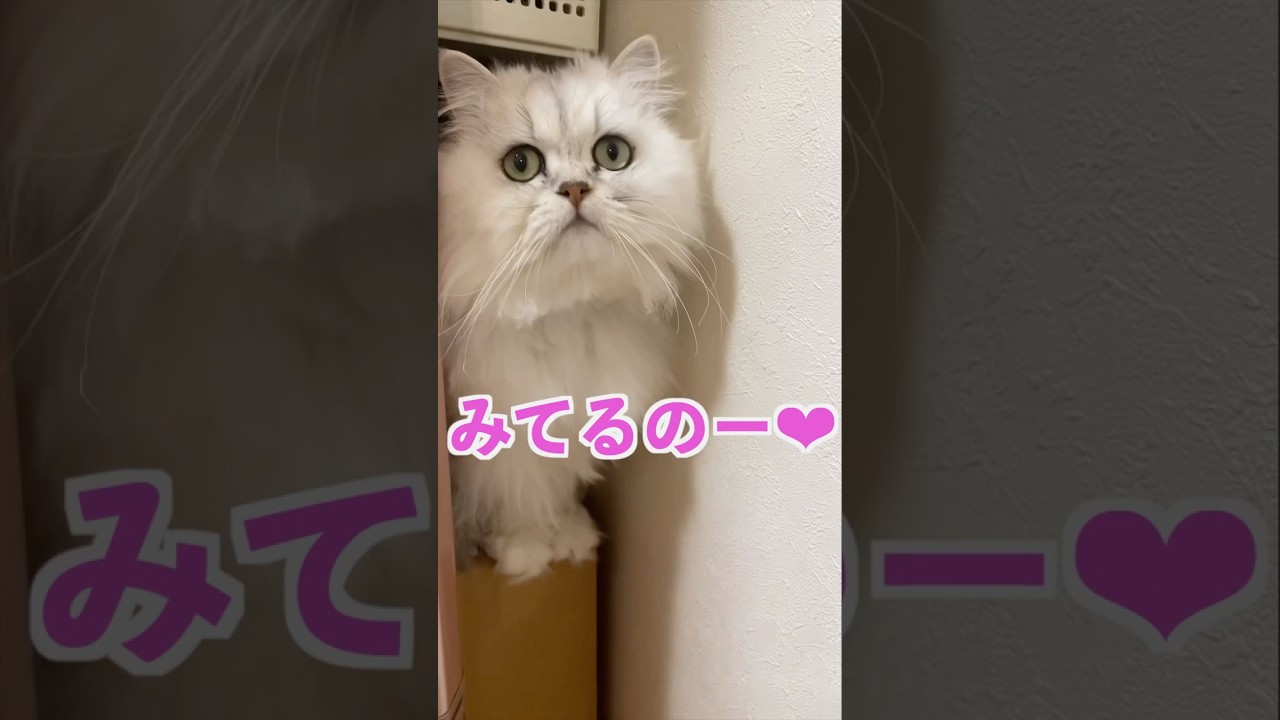 こちらを見つめてかたまるとーひめちゃん編#ペルシャ猫 #猫のいる暮らし #猫のいる生活 #persiancat #猫