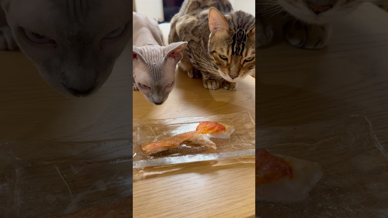 金目鯛が食べたい毛のない猫たち【スフィンクス ベンガル】