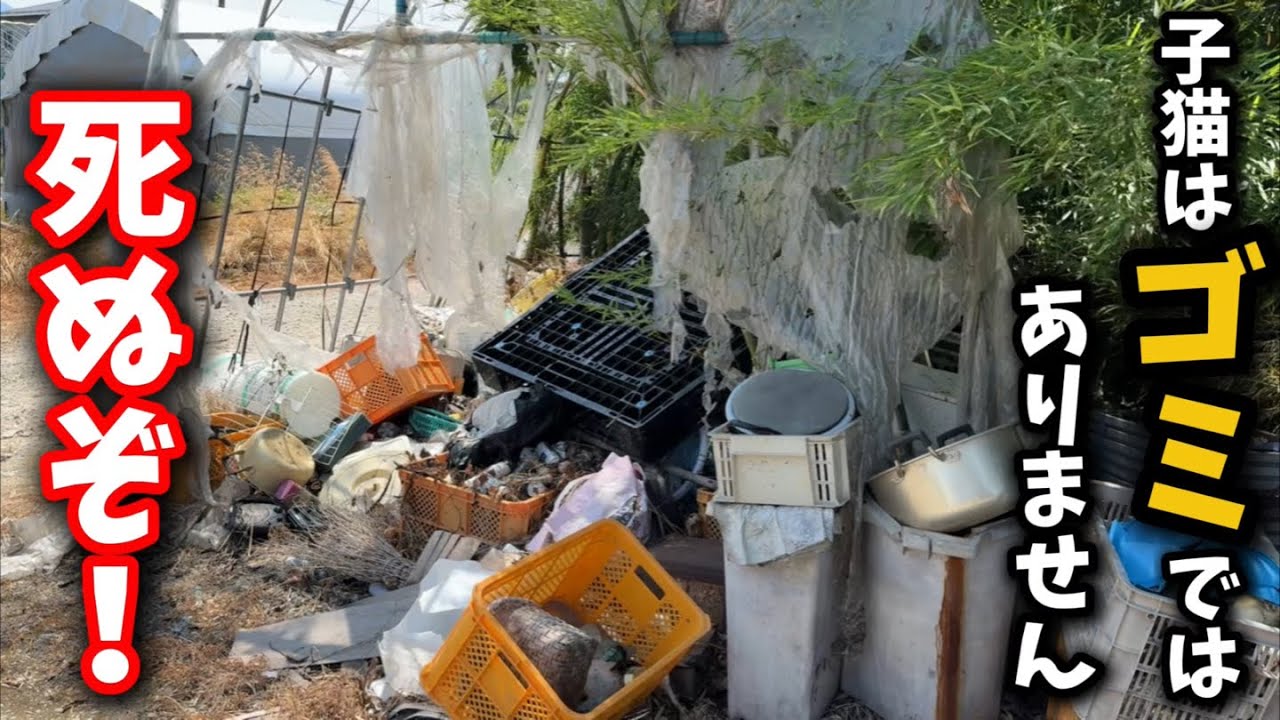 猛暑日にゴミ置き場に捨てられた子猫を保護しました