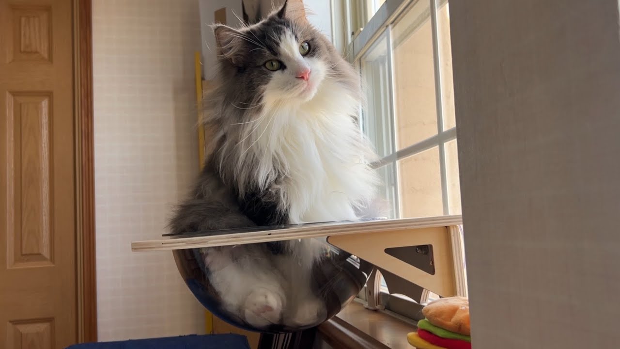 【マイペース】のんびりお外を眺るいい１日✨ノルウェージャンフォレストキャットとターキッシュアンゴラ