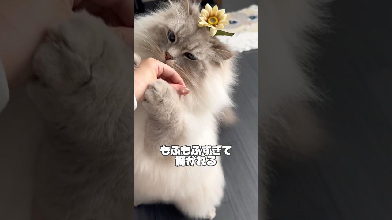【本当の姿】劇的ビフォーアフター#サイベリアン #cat #ネヴァマスカレード #shots #猫