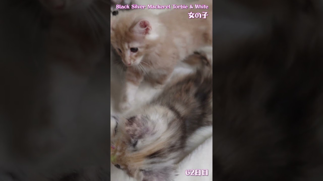 ツキミの子猫 つな 62日目 #ノルウェージャンフォレストキャット #shorts #kitten #cat