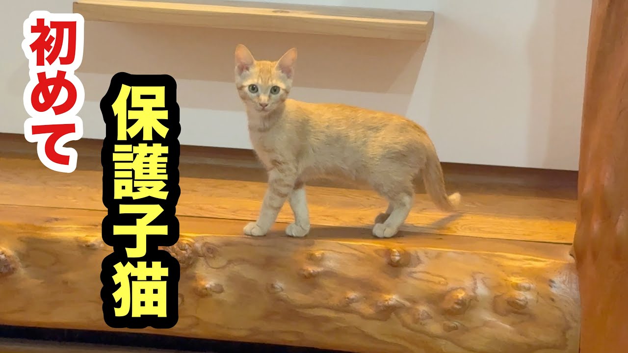 寝室デビューした子猫がこうなりました