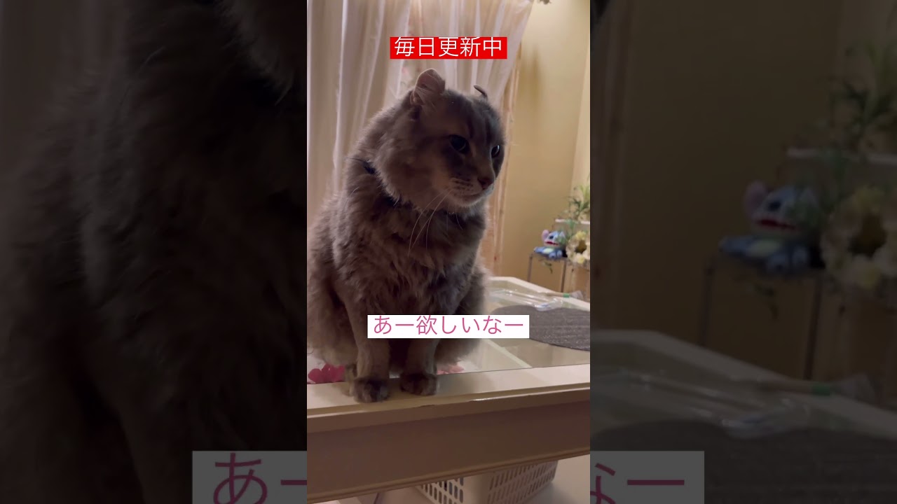 催促ふたたび #ねこ動画 #アメリカンカール #catshorts #shortvideo #shorts