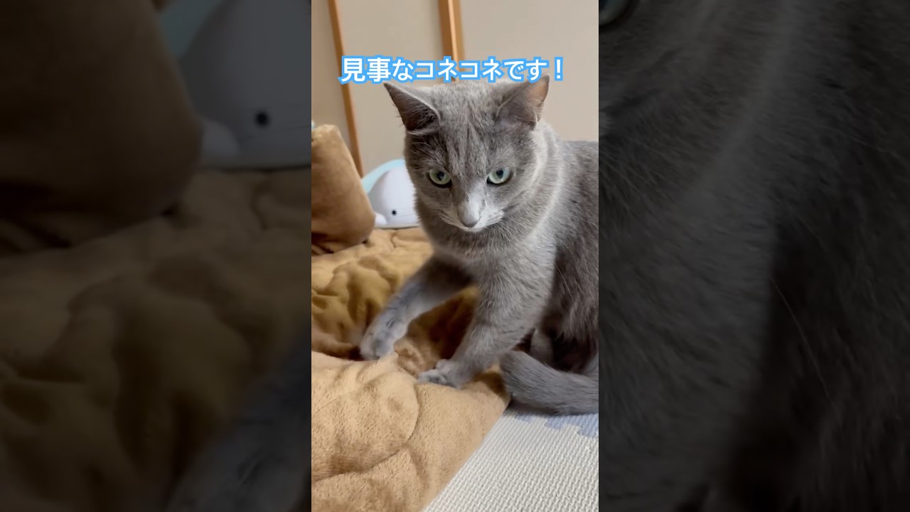 コネコネ職人❤️ #猫 #ロシアンブルー #shorts