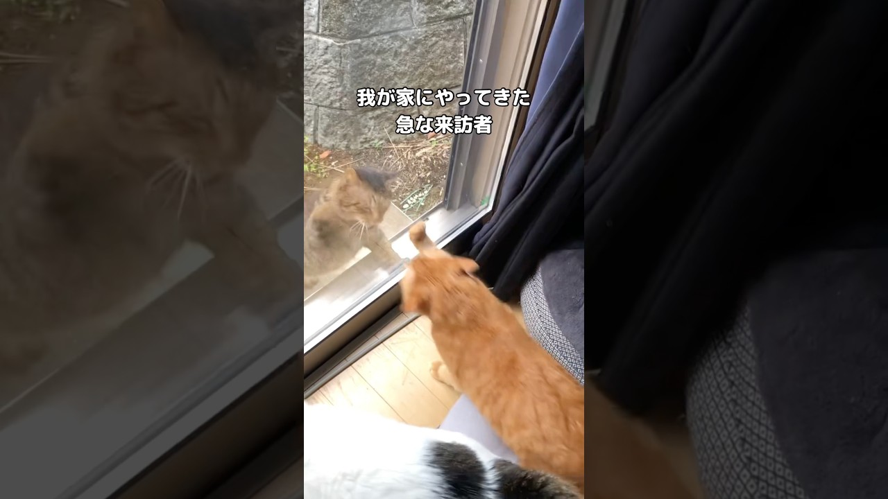 急な来訪者が我が家にやってきた #野良猫 #地域猫 #shorts