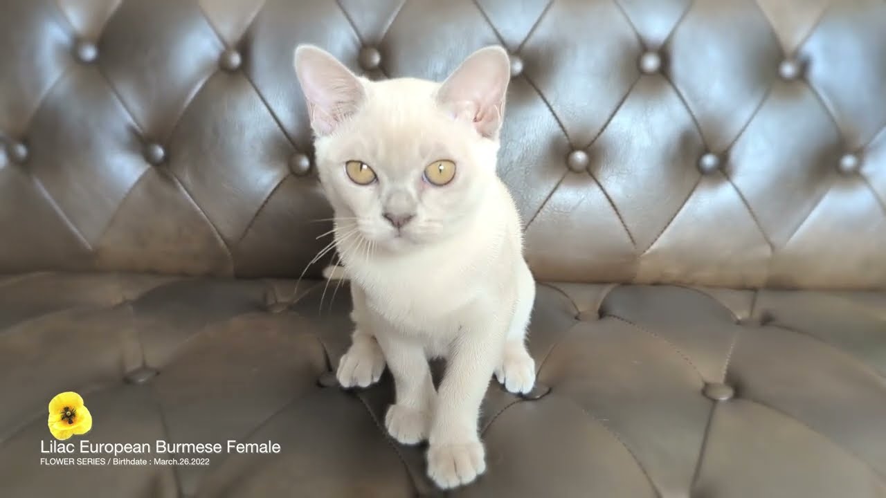 ★ヨーロピアンバーミーズ★2022/03/26★ライラック女の子P