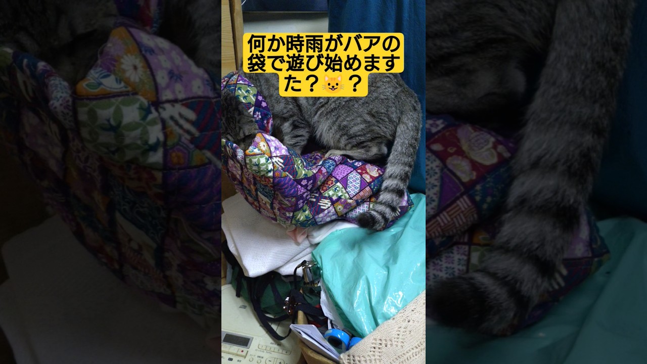 何か時雨がバアの袋で遊び始めますた　はて？#保護猫 #スフィンクス #時雨 ＃cat