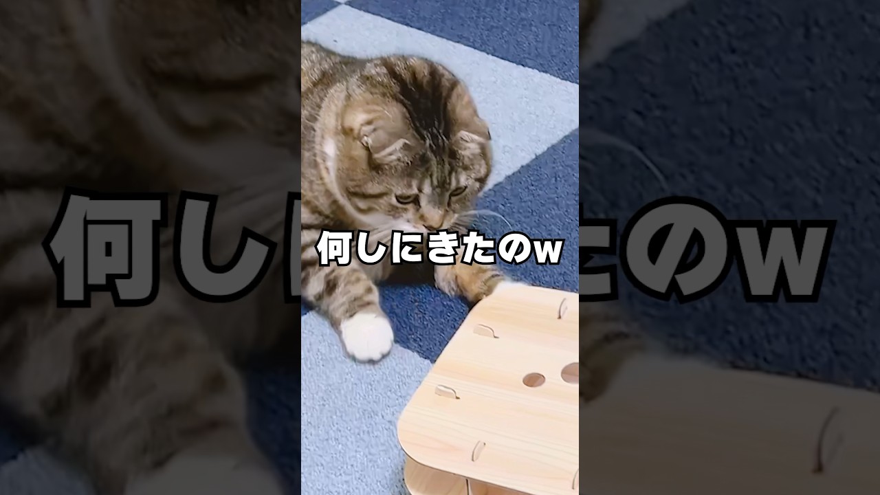 運動嫌いな猫vsパンチザキャットの対決が白熱しすぎた結果🤣🤣🤣 #猫