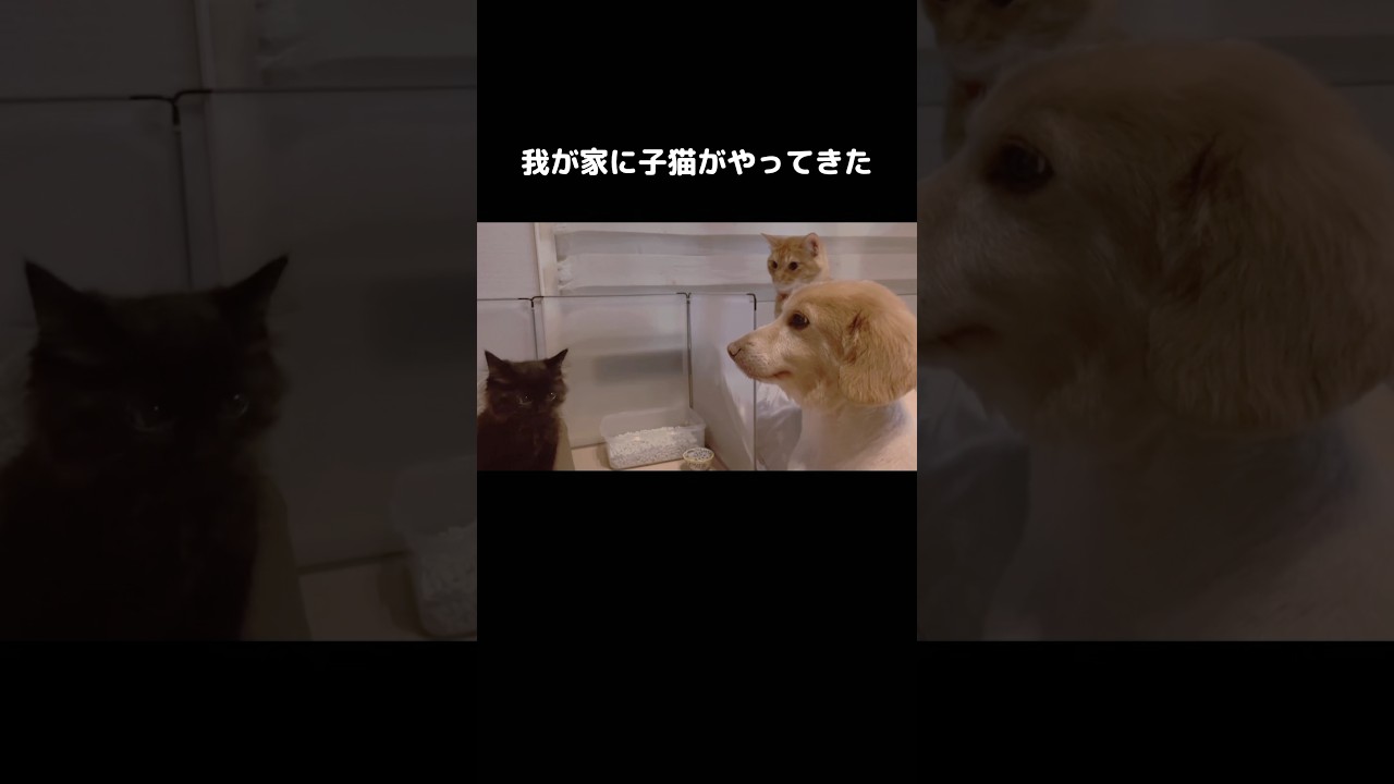 家に来た子猫と先住犬猫とのご対面 #子猫 #犬 #shorts