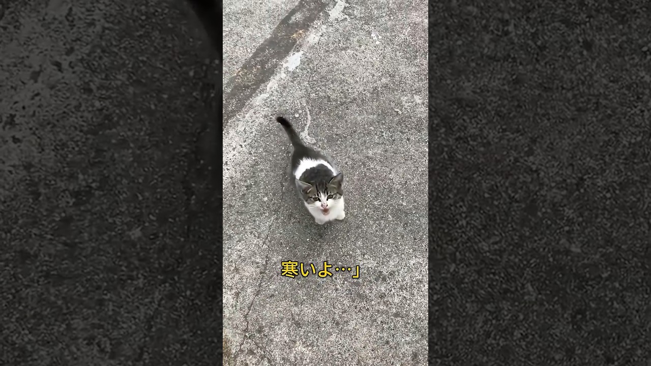 助けを待っていた子猫を救出