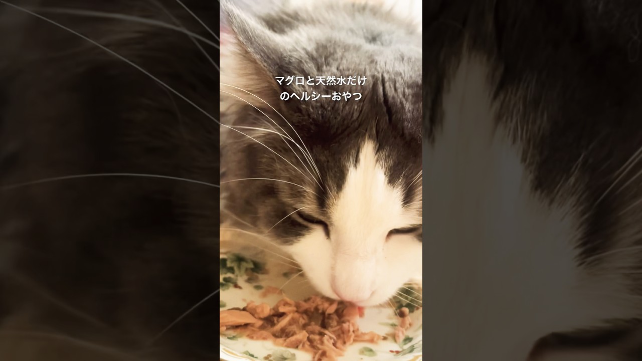 鉄板の猫おやつ#ノルウェージャンフォレストキャット #食べるだけ