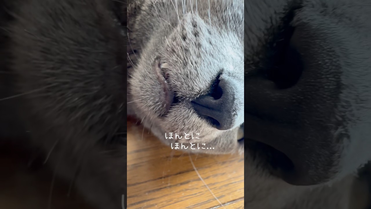 【ロシアンブルー】日曜日の朝です...めろん待たせてごめん🙏😂【猫】#shorts