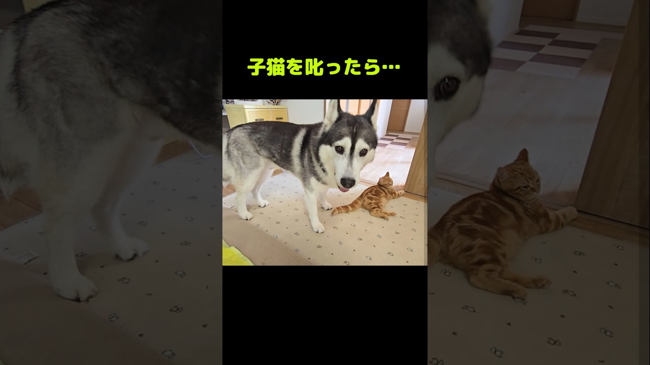 子猫を叱ったら犬を連れて仕返しに来た...笑#shorts