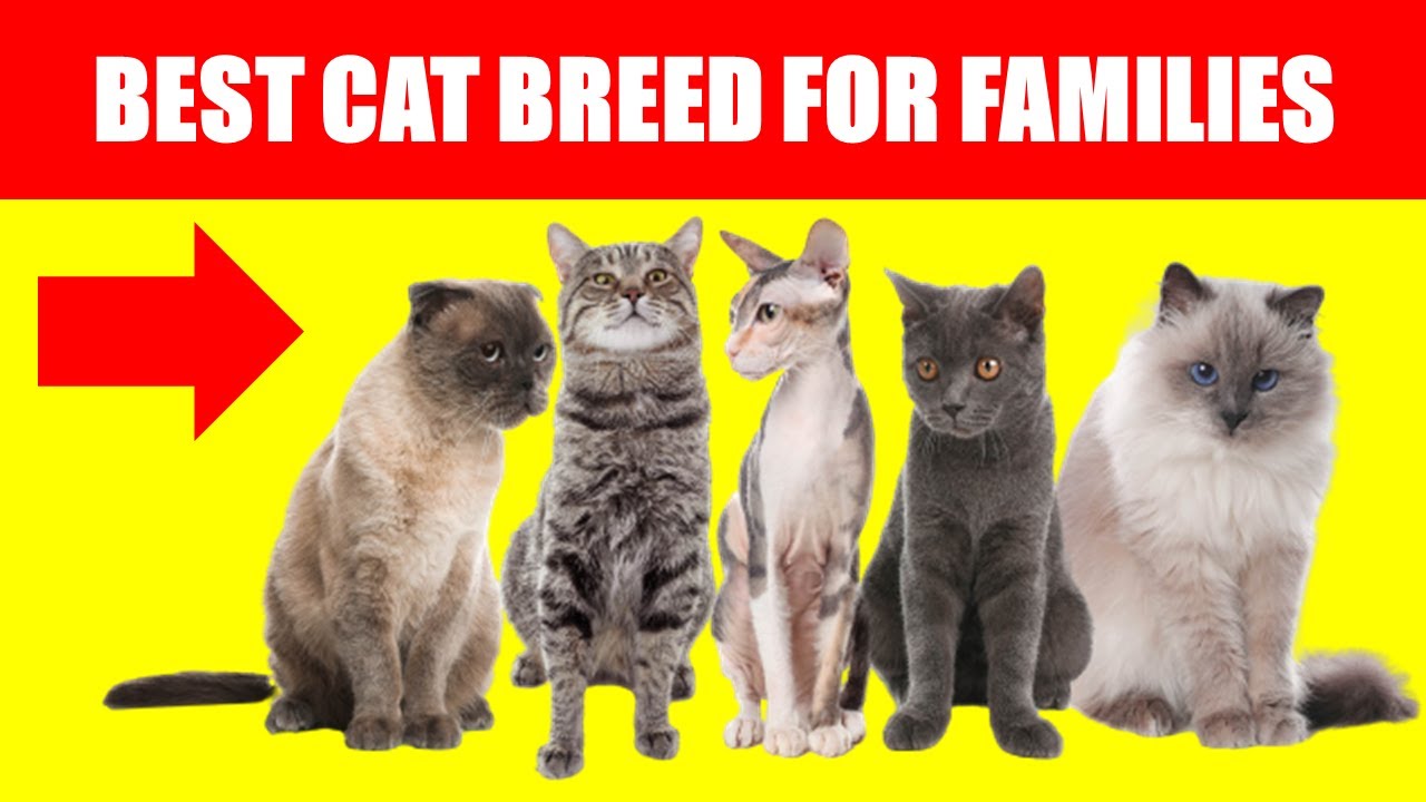 Top 5 Cat Breeds Every Family Should Consider Owning