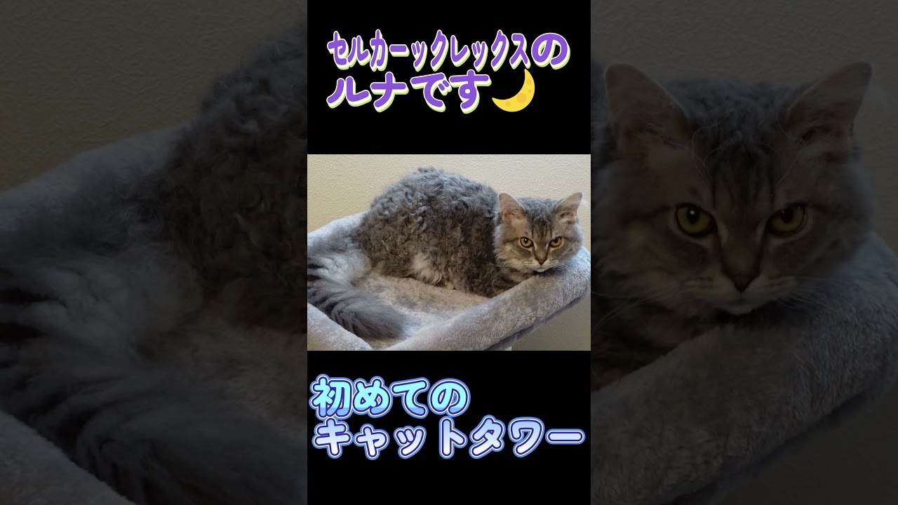 初めてのキャットタワー#セルカークレックス #ネコ #子猫 #猫好きさんと繋がりたい #ねこ #cat #猫のいる暮らし