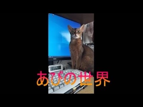 ネコ動画あび＃5170　あびの毎日　アビシニアン　あび