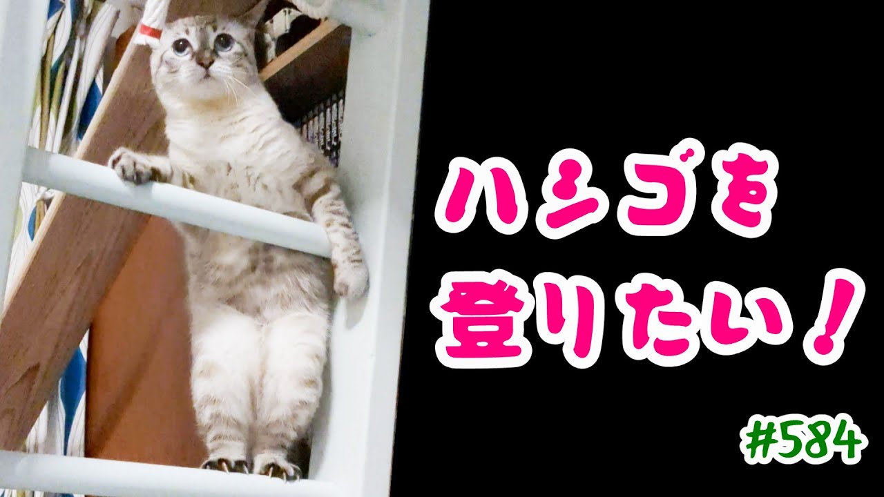 猫だってハシゴを登りたい！！#584