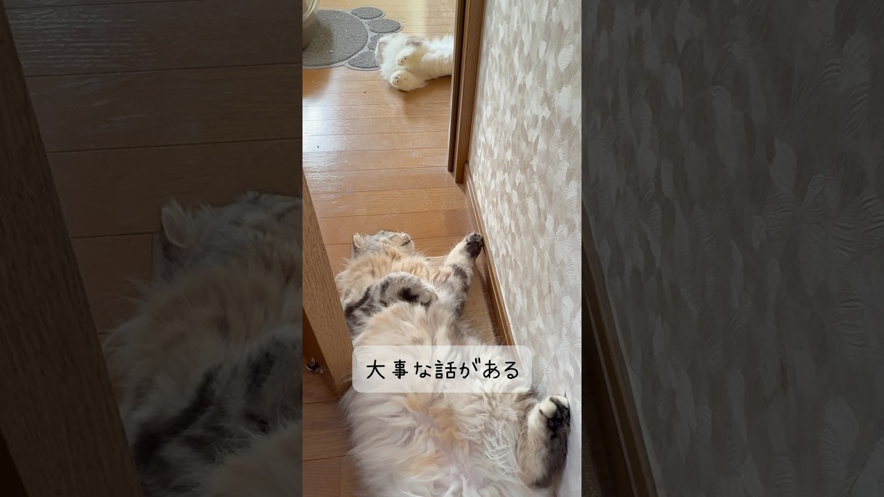 大事な話がある！🐱 #shorts #スコティッシュフォールド #マンチカン