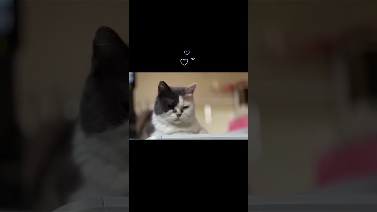 うちの猫2025.8.1#立ち耳スコティッシュフォールド #ねこ #ねこのいる日常 #ねこのいる暮らし #ねこのいる生活 #ねこ動画 #ねこ好き #ねこさんと暮らす