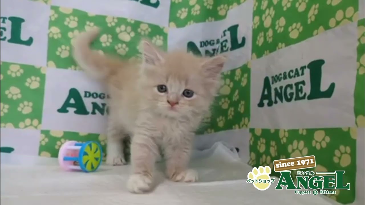 スコティッシュフォールド 2507081 【ペットショップエンゼル　子犬・子猫販売】