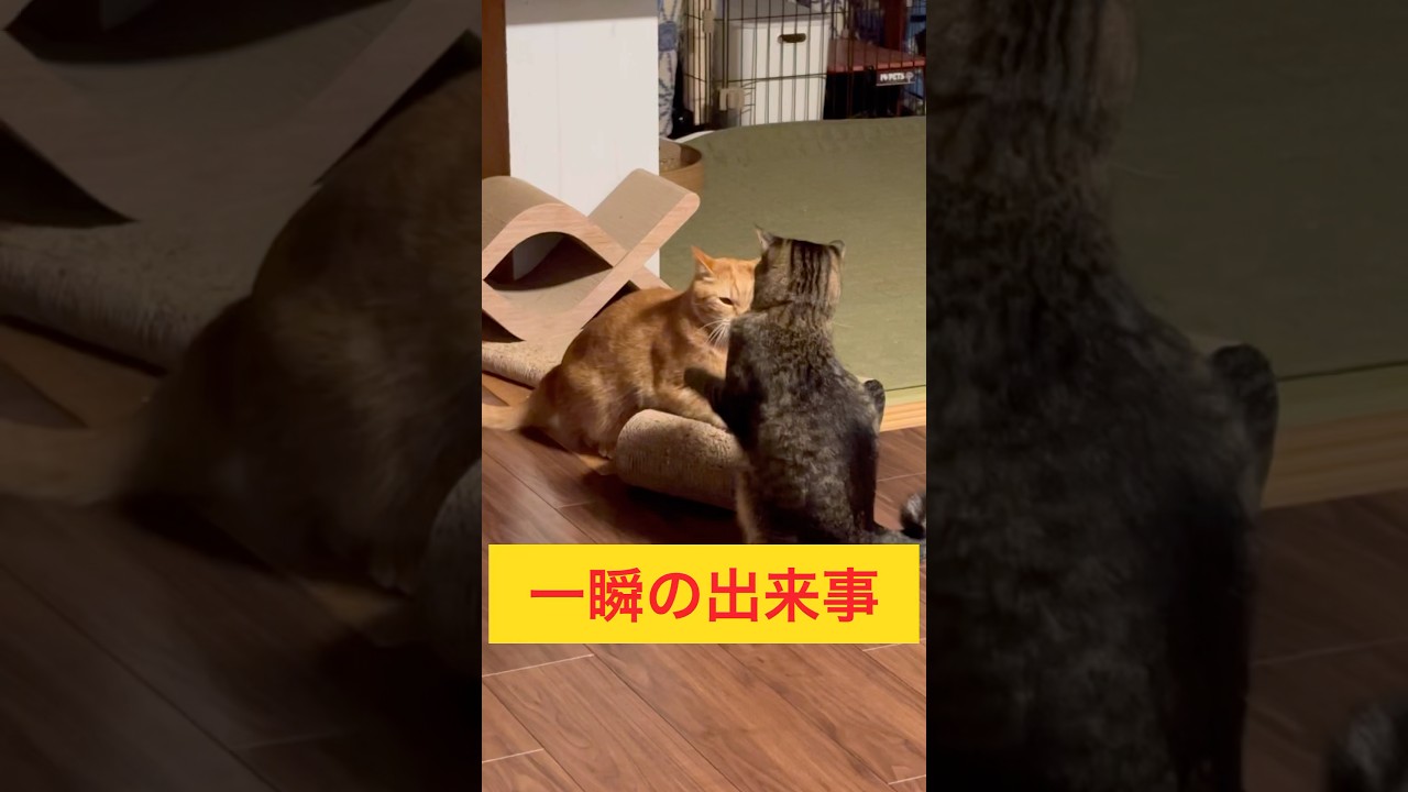 一瞬の出来事　#cat #cutecat #catlovers #japanesecat #保護猫達の日常 #癒し系猫 #ねこのいる暮らし #ねこのいる生活 #キジトラ猫 #茶トラ猫