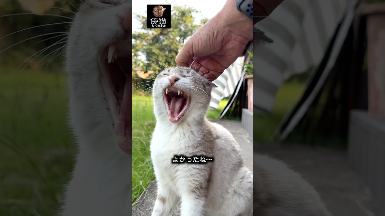 一粒の  薬が命の  火を灯す　#cat #子猫 #保護猫 #cute #かわいい猫 #kitty #肉球 #はちわれ #猫ミーム #猫風邪 #抗生剤 #お薬