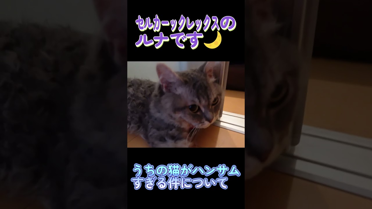 うちの猫がハンサムすぎる件について #セルカークレックス #ネコ #子猫 #猫好きさんと繋がりたい #ねこ #cat #猫のいる暮らし