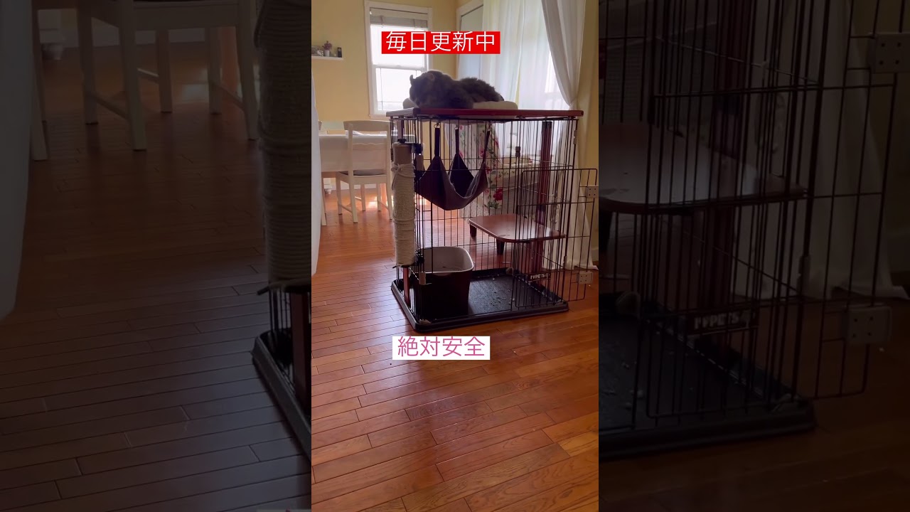 危なかった #ねこ動画 #アメリカンカール #shortsvideo