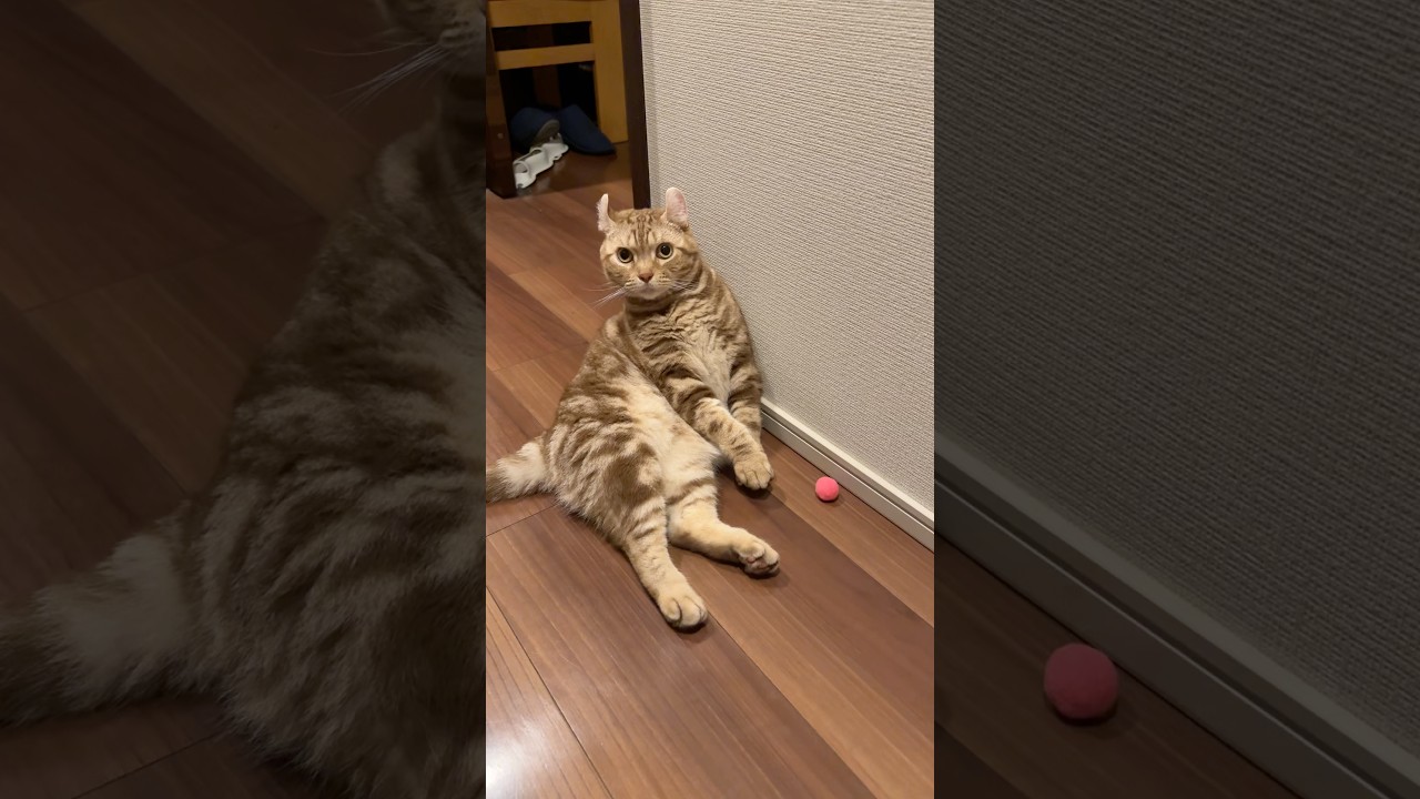 何するのかな  かくれんぼが得意 #cat #cutecat #アメリカンカール #American curl