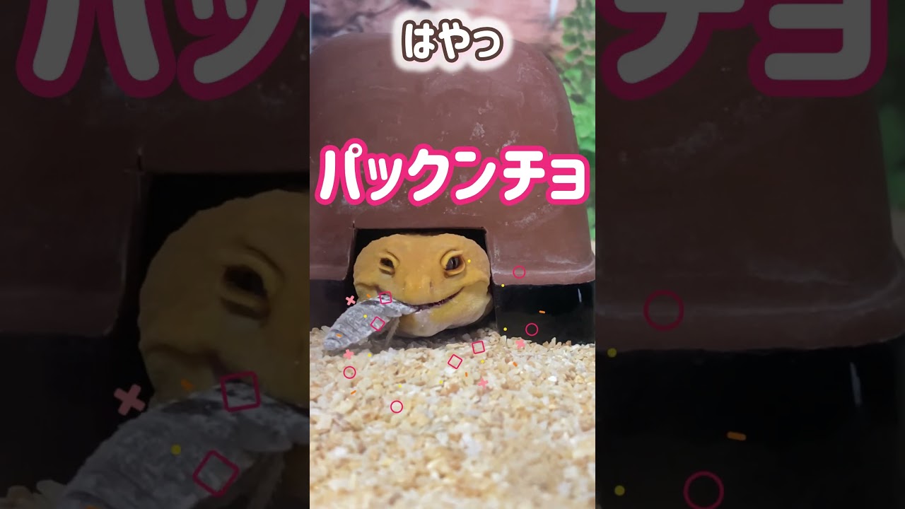 🦎レオパのプリン🦎今日も前からパックンチョ🎉 ＃レオパ ＃レオパードゲッコー ＃プリン