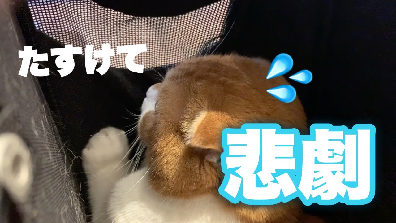 注射に激おこ！シャー鳴きする猫【スコティッシュフォールド】