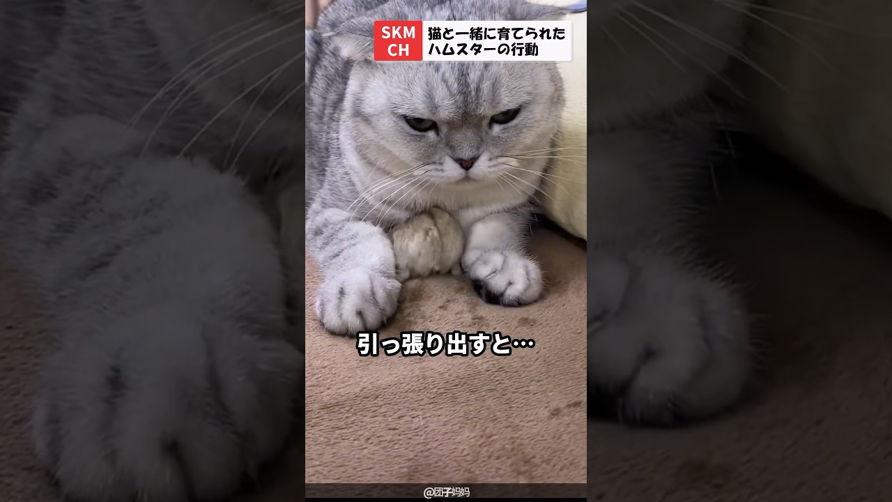 猫の前足に隠れるハムスター