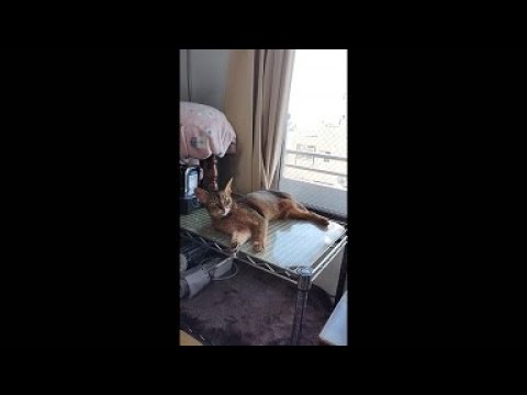 ネコ動画あび＃5161　あびの毎日　アビシニアン　あび