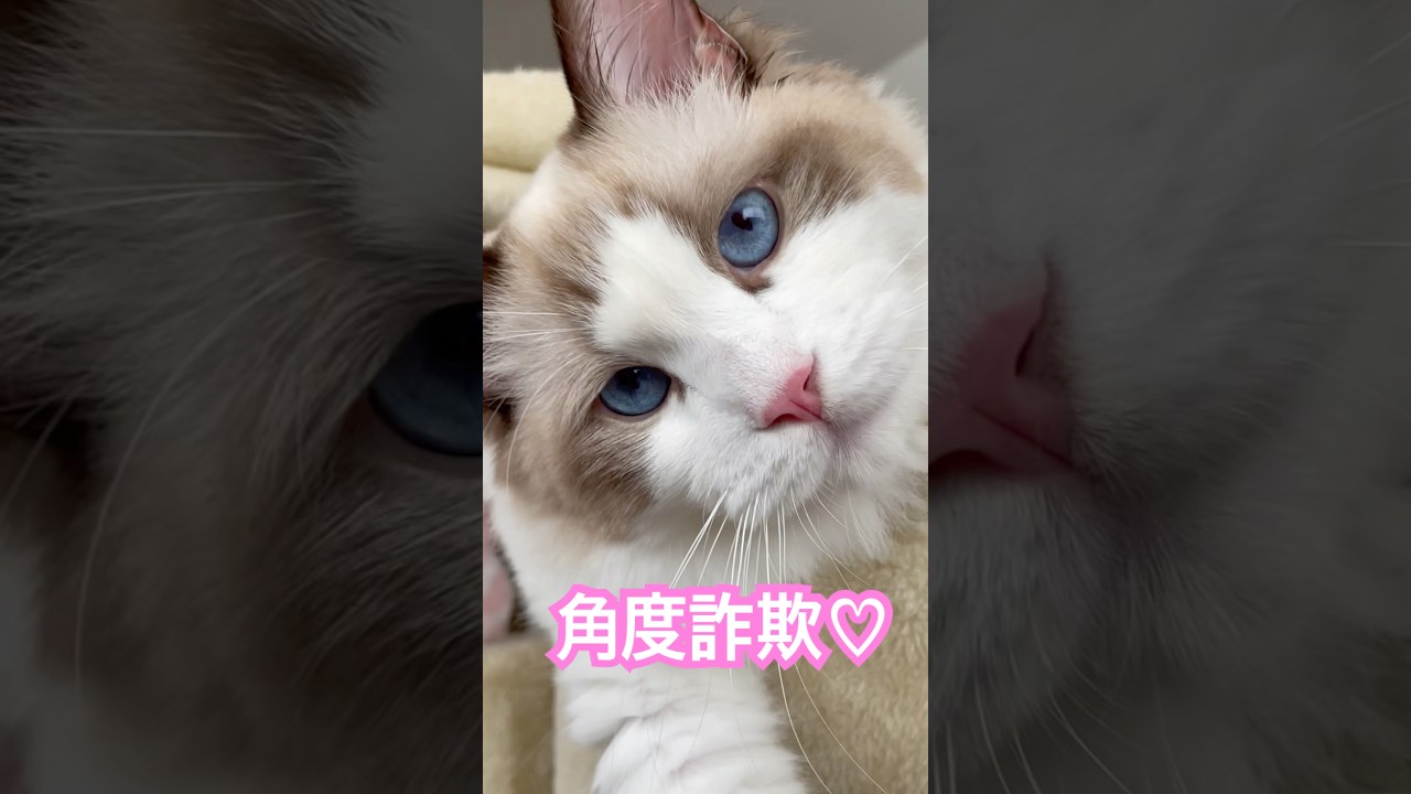 これは角度詐欺です....#ねこ#猫#ネコ#cat#catvideos #ラグドール#ragdolls #ねこのいる生活