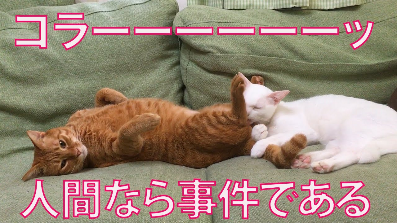事件なベテラン子猫、ヤバい甘え方をする　The too sensitive cat