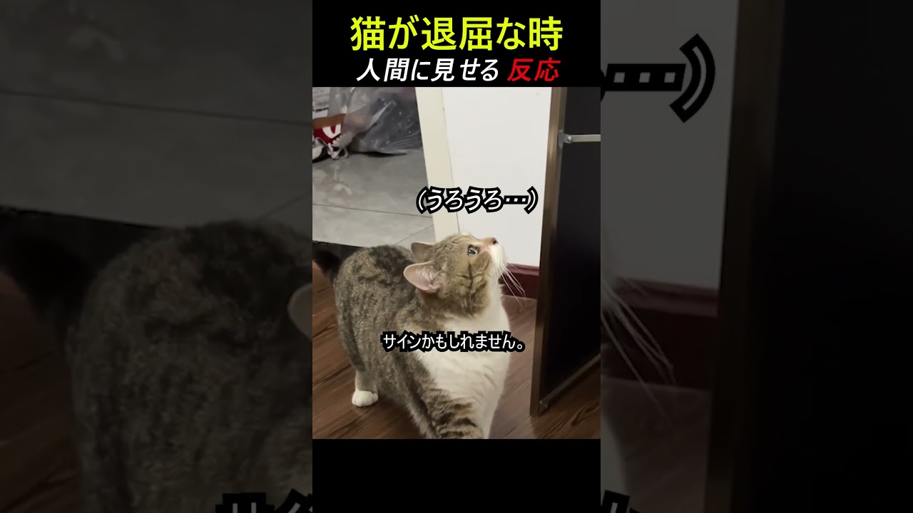 猫が退屈な時人間に見せる反応