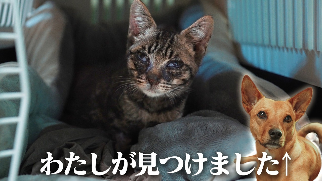 元野良犬が弱った野良の子猫を発見しました