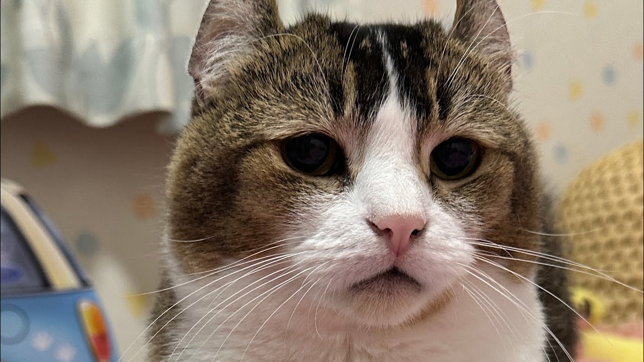 暑い夏！！猫ちゃんライブ配信♪