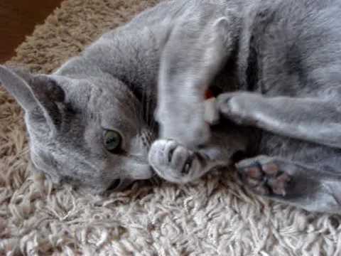 キャットニップで狂う猫②