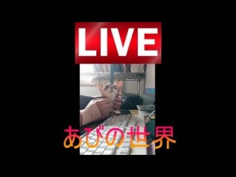 ネコ動画あび＃5164　あびの毎日　アビシニアン　あび