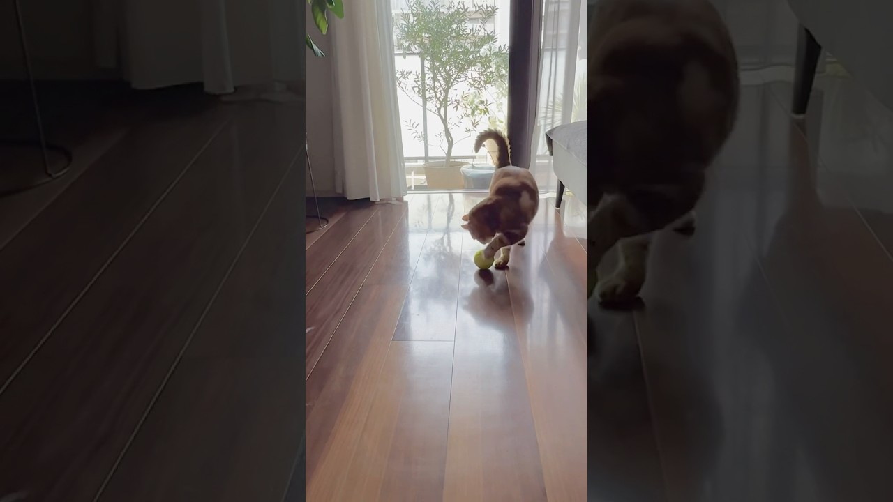 シュート⚽️ドリブルが出来るネコルイちゃん #サッカー  #cat #cutecat #アメリカンカール #American curl
