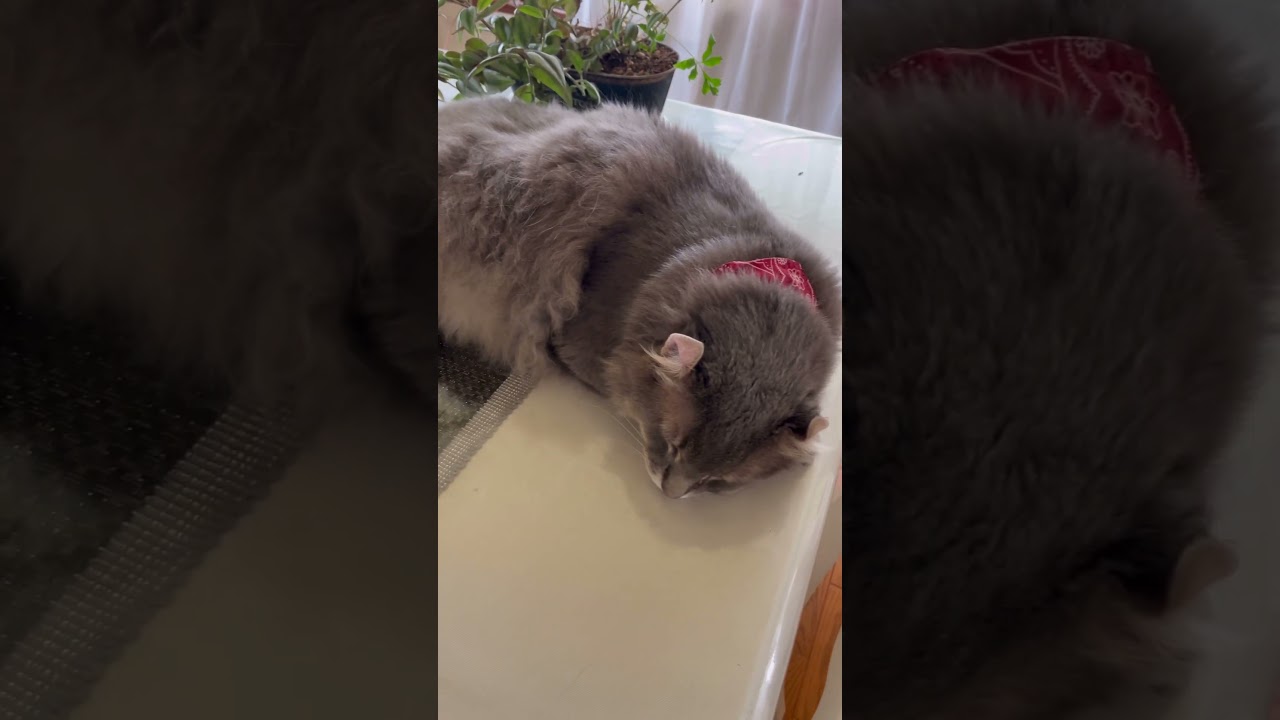 猫動画 #shorts アメリカンカールの朝